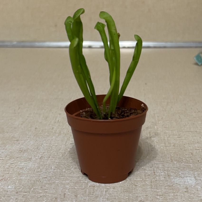 Photo of the plant species Sweet Pitcher Plant by @IdealArugula58 named Muhammad Ali on Greg, the plant care app