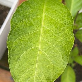 Photo of the plant species Brazil's White Angel Trumpet by @MagicalBonsai named Double Yellow on Greg, the plant care app
