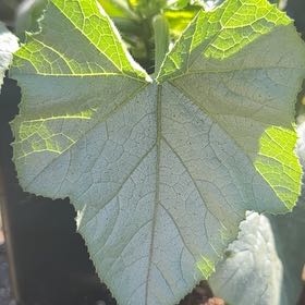 Photo of the plant species Summer Squash by @MagicalBonsai named ChloroPhil on Greg, the plant care app