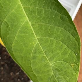 Photo of the plant species Brazil's White Angel Trumpet by @MagicalBonsai named Delilah on Greg, the plant care app