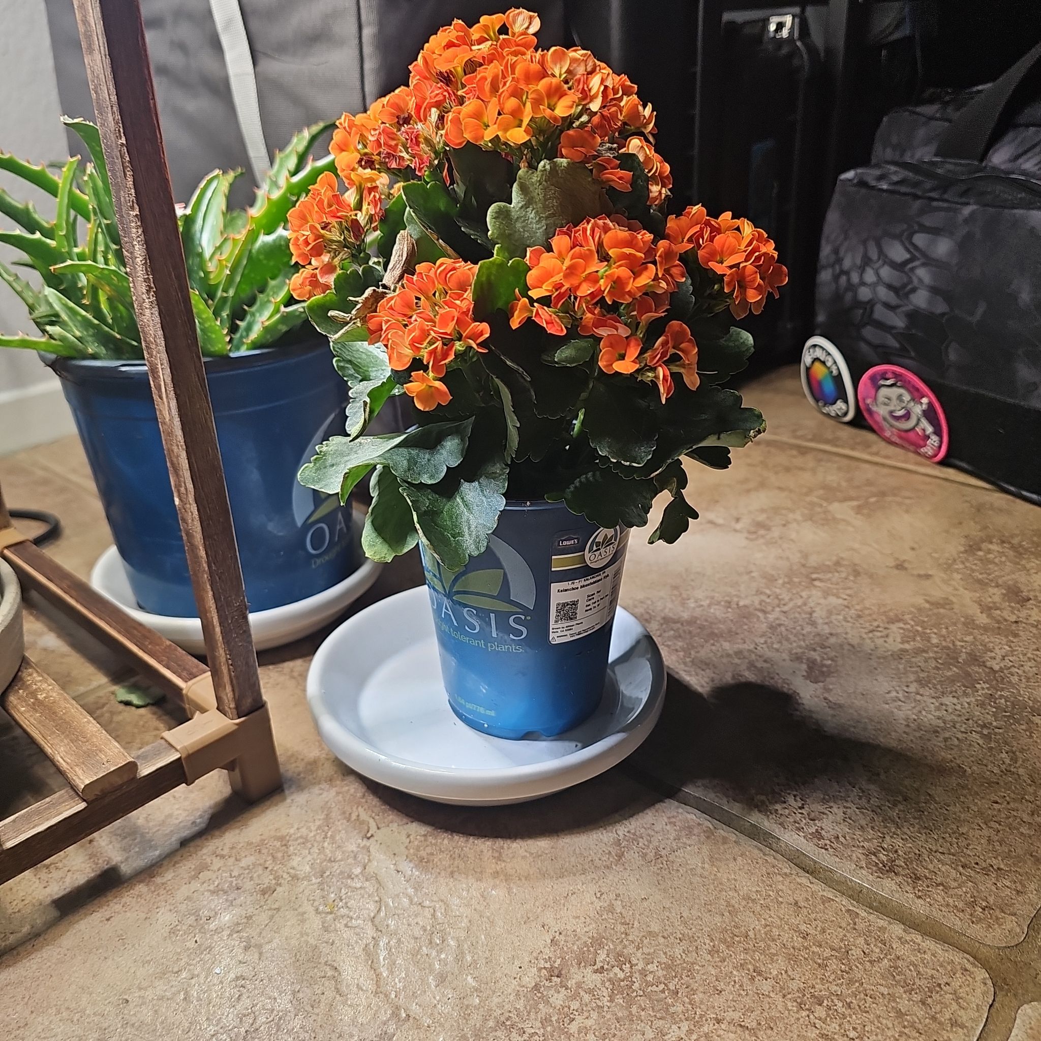 Photo of the plant species Calandiva Orange Florist Kolanchoe by @GemDewberry28 named Sonora on Greg, the plant care app