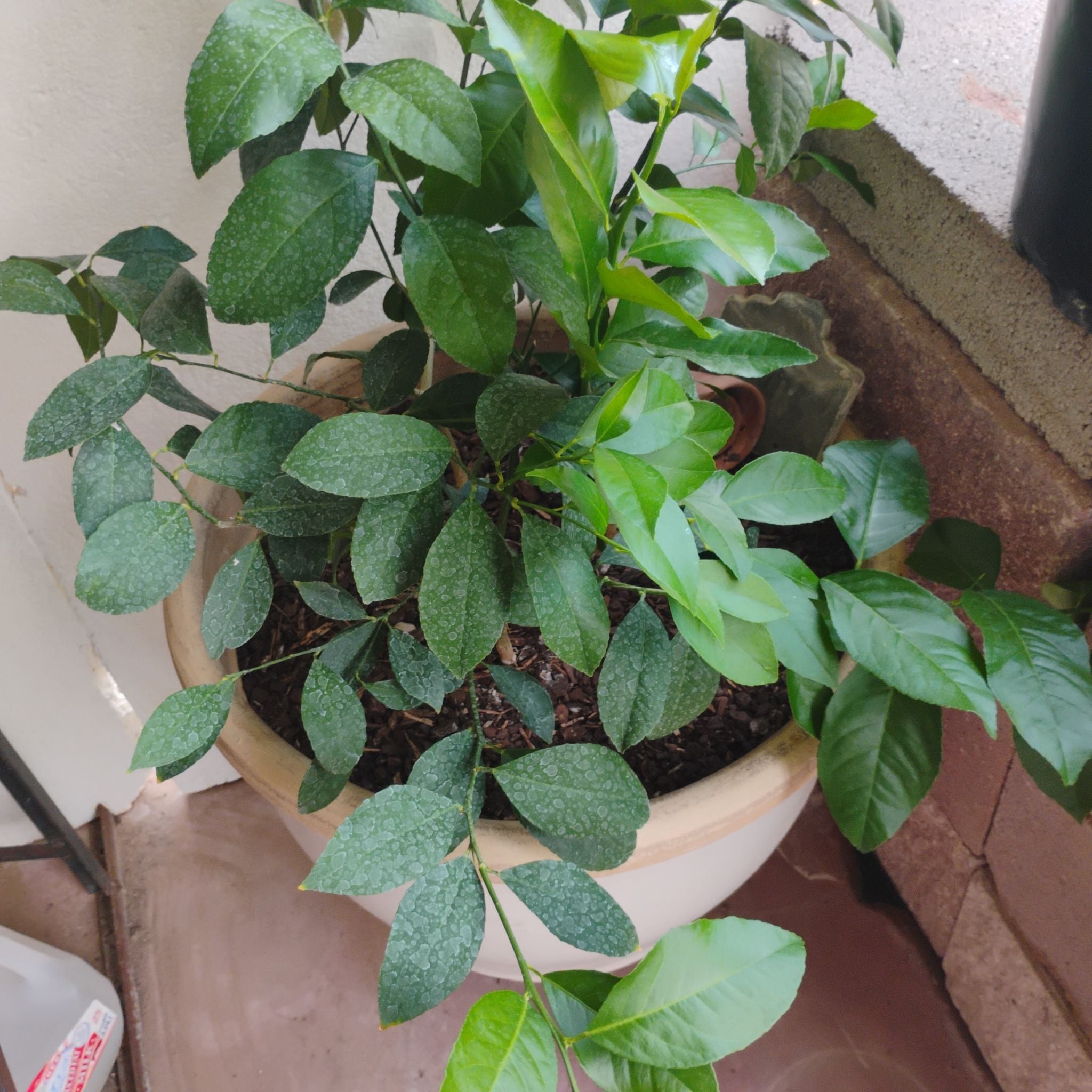 Photo of the plant species Candle Bush by @ChirpyKowhai72 named Cleopatra on Greg, the plant care app