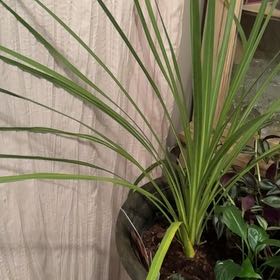 Photo of the plant species Earth Almond by @FreePhlox2 named Tupot amaroot on Greg, the plant care app