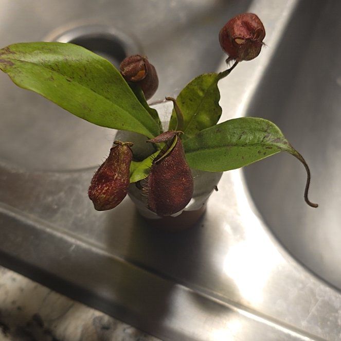 Photo of the plant species Pitcher Plant by @WinHope68 named Miley on Greg, the plant care app