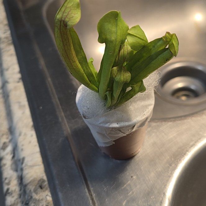 Photo of the plant species Sweet Pitcher Plant by @WinHope68 named Pax on Greg, the plant care app
