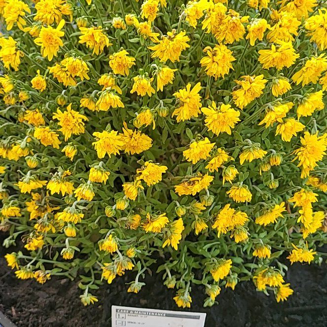 Photo of the plant species Mum by @VocalTomato70 named Treeyoncé on Greg, the plant care app