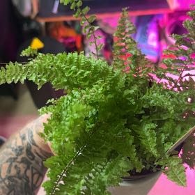 Photo of the plant species Fluffy Ruffles Fern by @SparklyLichen1 named da Vinci on Greg, the plant care app