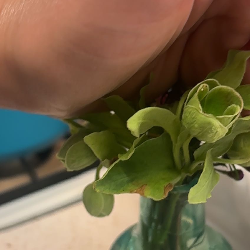 Photo of the plant species Bearsfoot Hellebore by @YesCardoon99 named Kendall on Greg, the plant care app