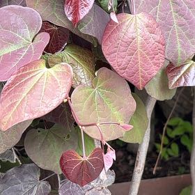 Photo of the plant species Eastern Redbud by @YesCardoon99 named Bella on Greg, the plant care app