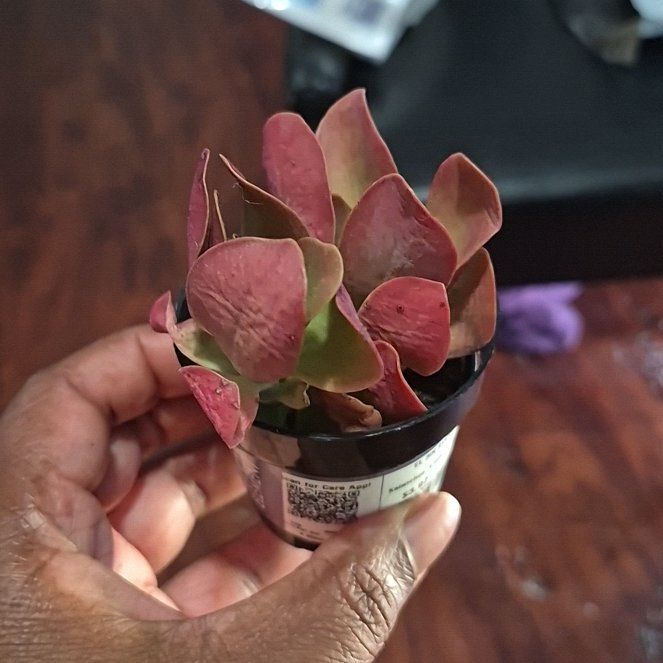 Photo of the plant species Kalanchoe 'Little Dragon' by @HipSeagrape39 named Slay#1 on Greg, the plant care app