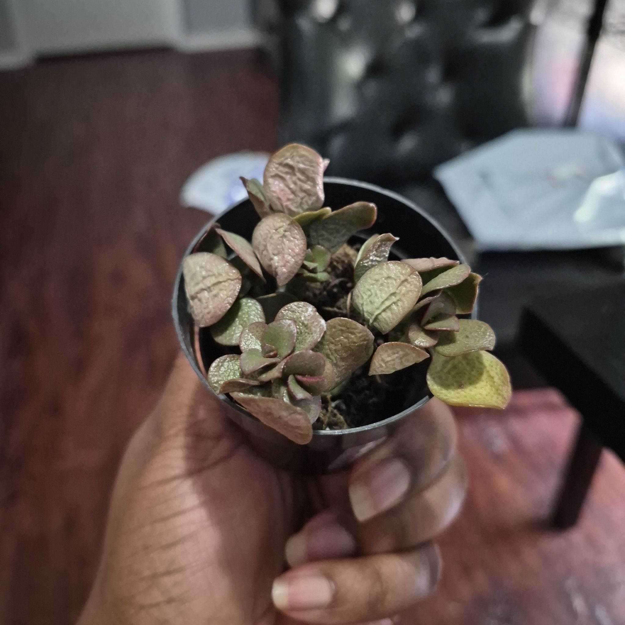 Photo of the plant species Crassula Ovata by @HipSeagrape39 named Slay#2 on Greg, the plant care app