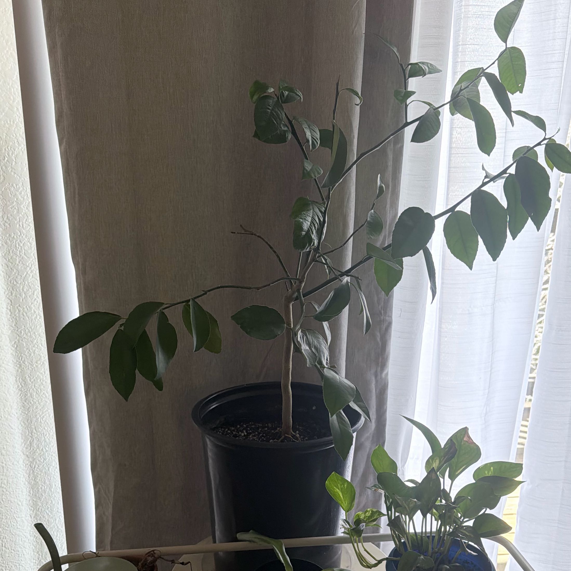 Photo of the plant species Dwarf Lemon Tree by @GiftedTule91 named Oscar on Greg, the plant care app