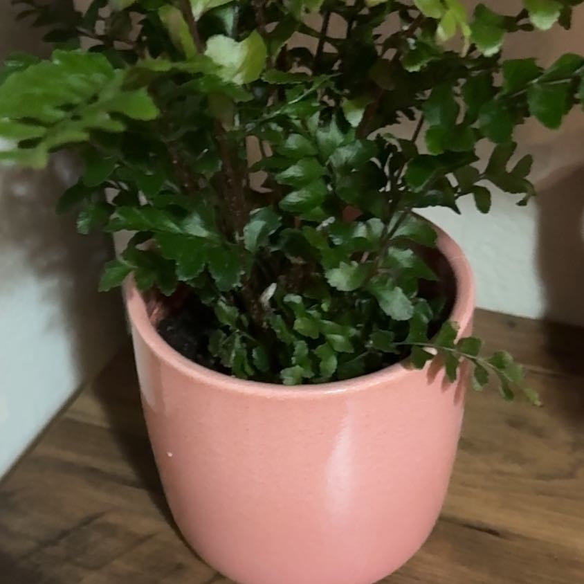 Photo of the plant species Shining Spleenwort by @FabPawpaw11 named Sanders on Greg, the plant care app