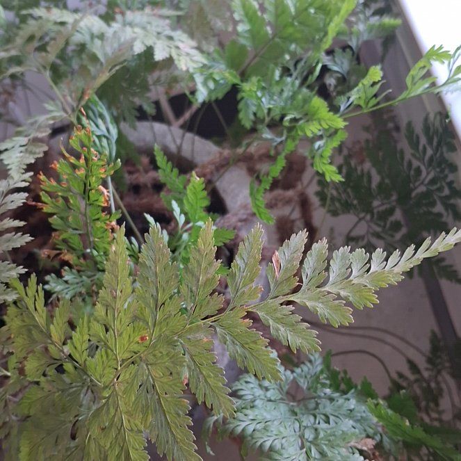 Photo of the plant species Davallia Fern by @GemLemon14 named Queen on Greg, the plant care app