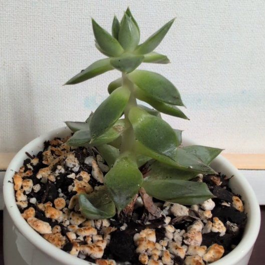 Photo of the plant species Wax Agarve by @MamaMoose named Remington on Greg, the plant care app