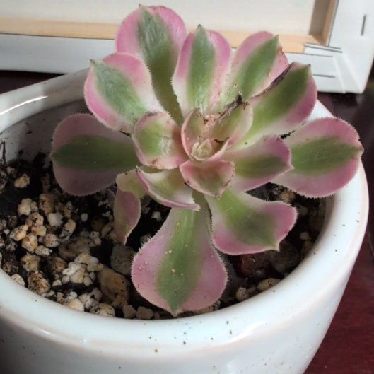 Photo of the plant species Aeonium 'Pink Witch' by @MamaMoose named Lola on Greg, the plant care app