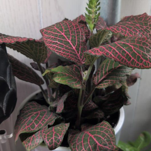 Photo of the plant species Red Anna Fittonia by @MamaMoose named LiloStitch on Greg, the plant care app