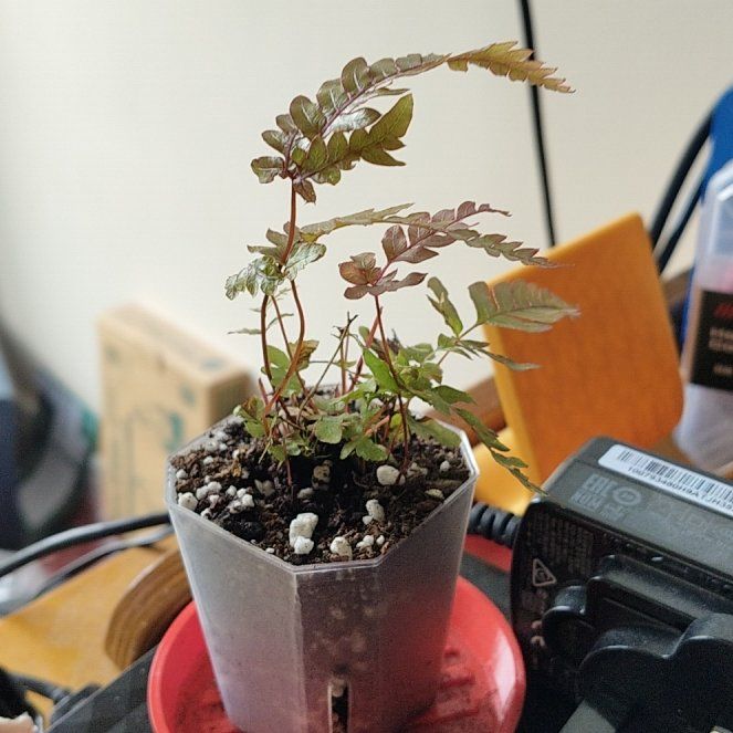 Photo of the plant species Tricolor Fern by @GiftedPersia18 named Curie on Greg, the plant care app