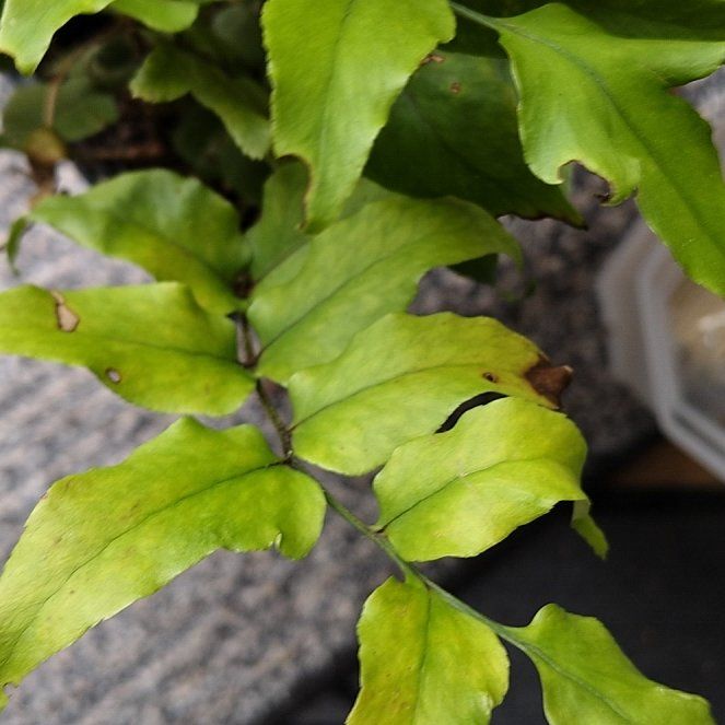 Photo of the plant species Fortune's Holly-Fern by @GiftedPersia18 named Aria on Greg, the plant care app