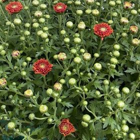 Photo of the plant species Mums by @SunnyMangeao27 named Orwell on Greg, the plant care app