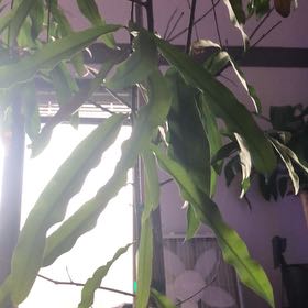 Photo of the plant species Oak Tree by @TastyDaisy26 named Dax on Greg, the plant care app