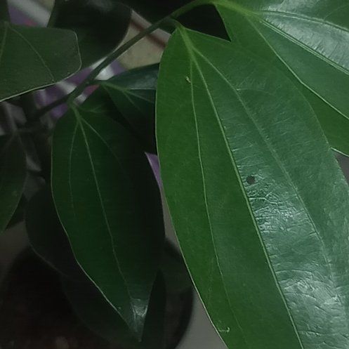 Photo of the plant species True cinnamon tree by @SharpPinoak98 named Prince on Greg, the plant care app