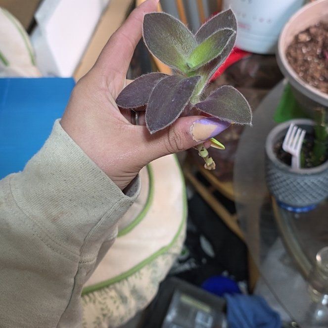 Photo of the plant species Tradescantia 'Pale Puma' by @ActualRedpine29 named Keanu Leaves on Greg, the plant care app