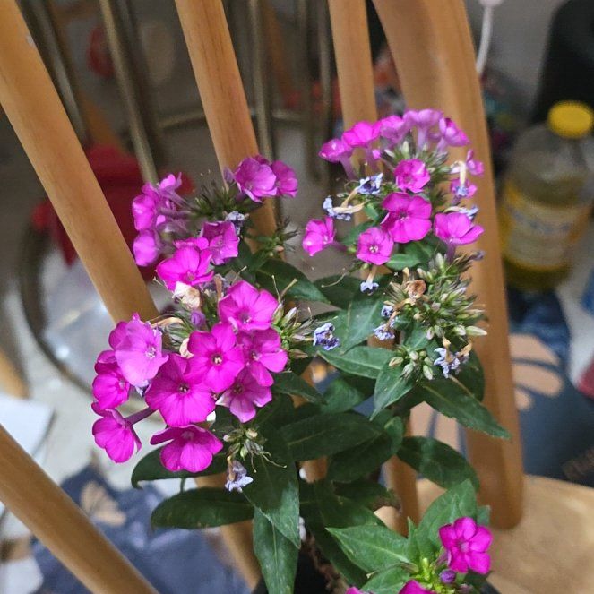 Photo of the plant species Garden Phlox by @ActualRedpine29 named Daphne on Greg, the plant care app