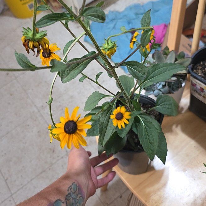 Photo of the plant species Blackeyed Susan by @ActualRedpine29 named Treeyoncé on Greg, the plant care app