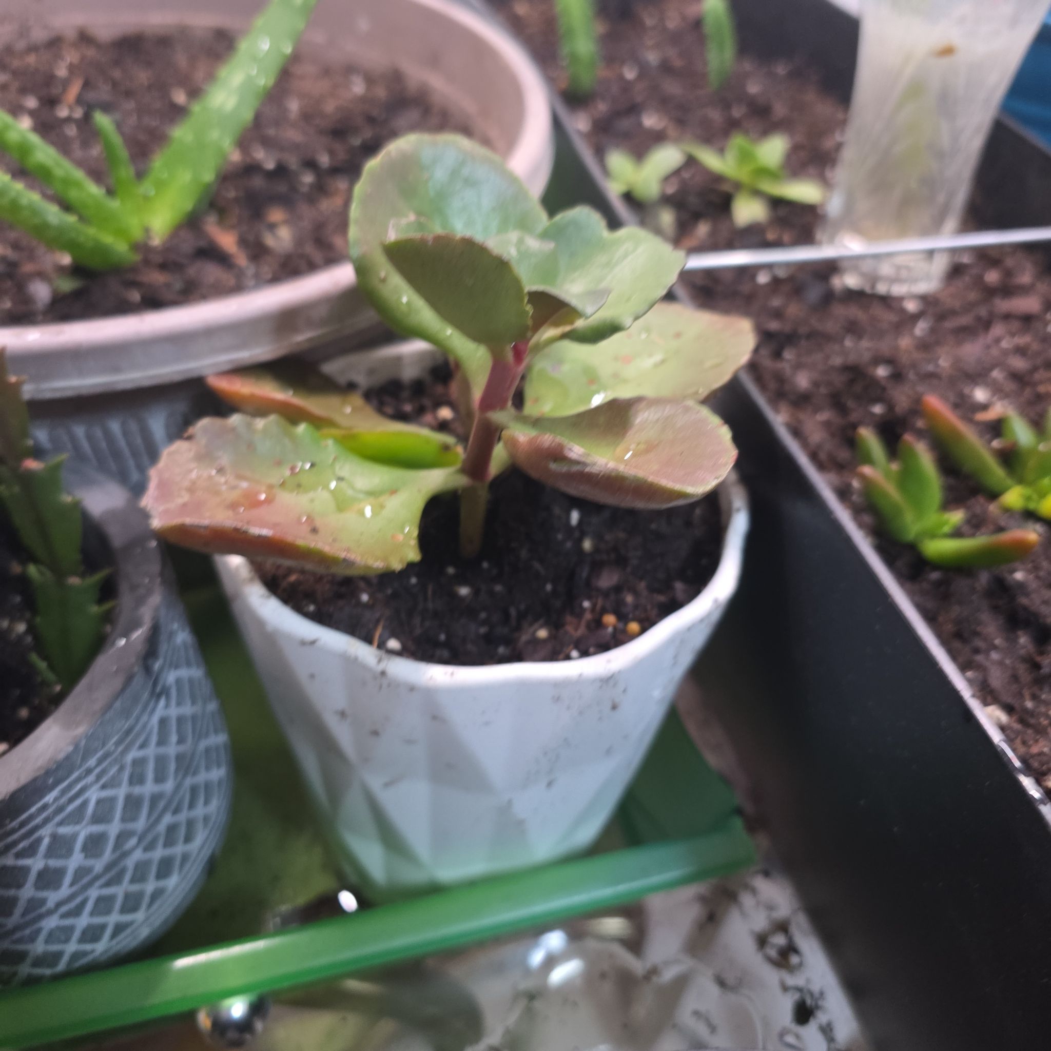Photo of the plant species Kalanchoe 'Petra's Sunfire' by @ActualRedpine29 named Gregarious on Greg, the plant care app