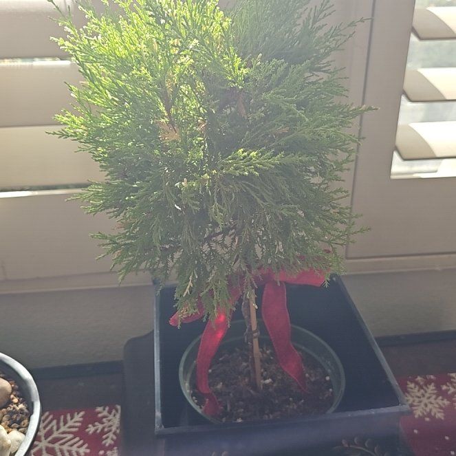Photo of the plant species Bastard Cedar by @basecamp named Zion on Greg, the plant care app