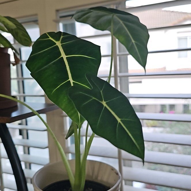 Photo of the plant species Alocasia Frydek by @basecamp named Drake on Greg, the plant care app