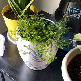 Photo of the plant species Spike Moss by @Greengnome03 named Hemingway on Greg, the plant care app