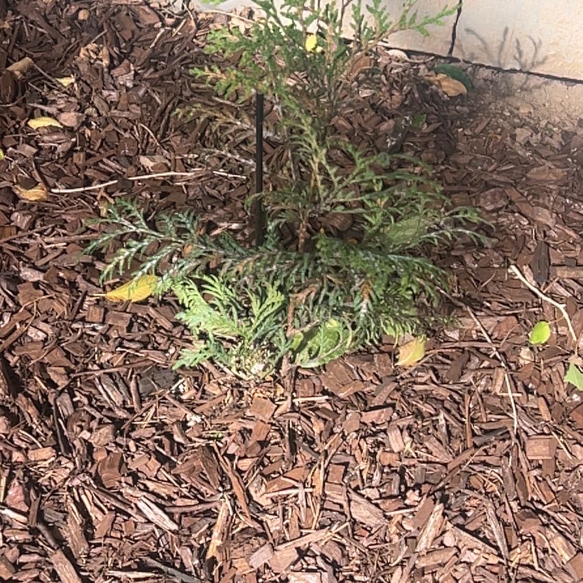Photo of the plant species American Pillar Arborvitae by @ZealousAjwain96 named LiloStitch on Greg, the plant care app