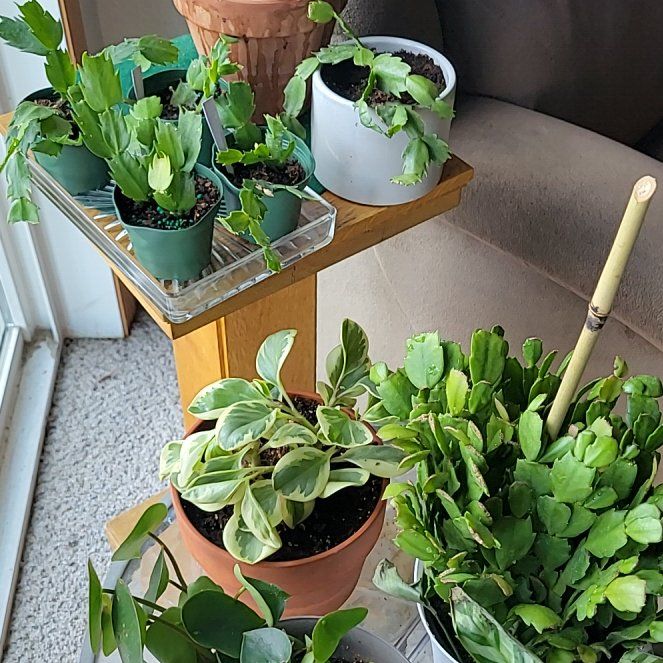 Photo of the plant species Christmas Cactus 'Eva' by @TeachableRadish named Apollo on Greg, the plant care app