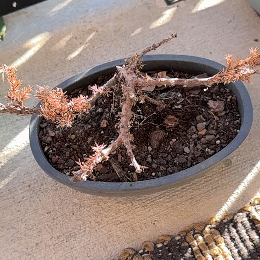 Photo of the plant species Bonsai by @HeartySeaoats87 named ChloroPhil on Greg, the plant care app