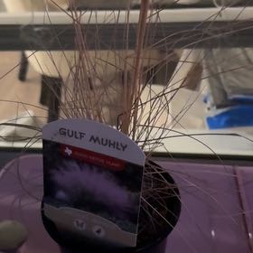 Photo of the plant species Gulf Muhly by @HeartySeaoats87 named Harry on Greg, the plant care app