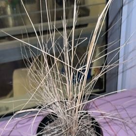 Photo of the plant species Gulf Muhly by @HeartySeaoats87 named Rainier on Greg, the plant care app