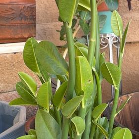Photo of the plant species Tall Slipper Plant by @SaluteOrpine named Hamilton on Greg, the plant care app