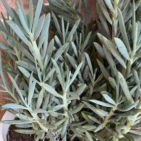 Photo of the plant species Skyscraper Senecio by @SaluteOrpine named Sonora on Greg, the plant care app