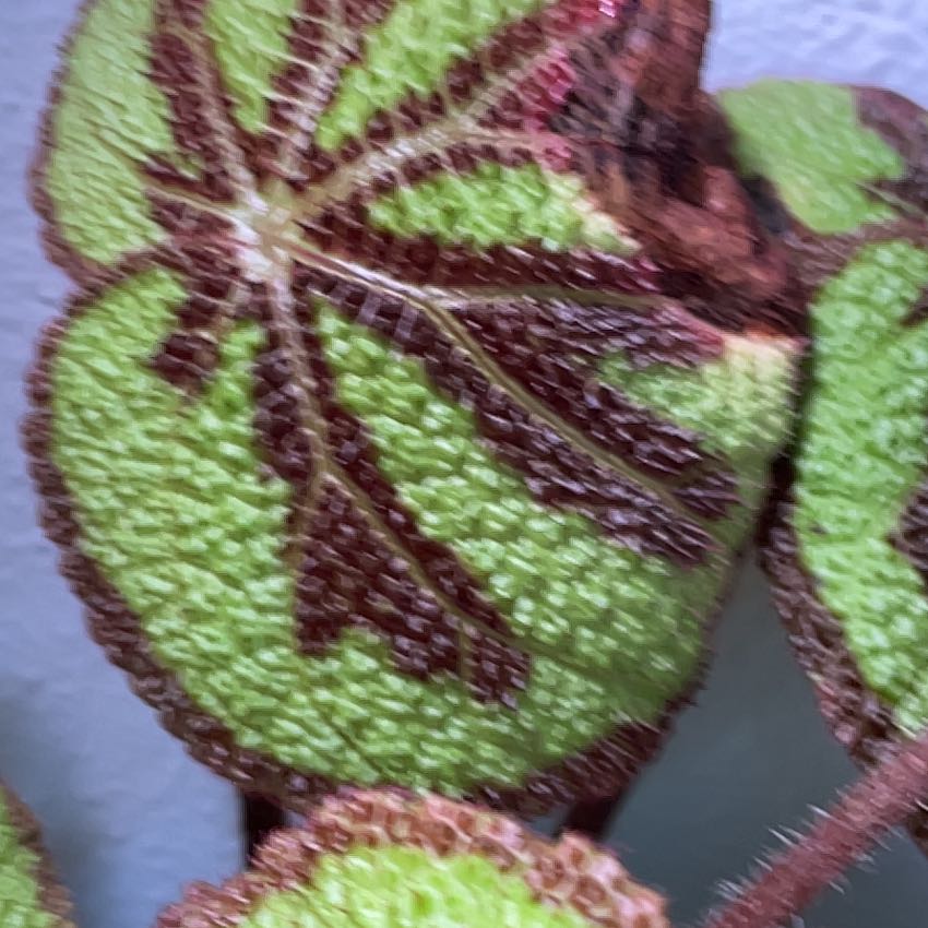 Begonia Rock