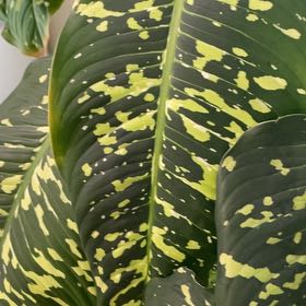 Photo of the plant species Dieffenbachia 'Cougar' by @GuruOkra17 named Cheetah on Greg, the plant care app