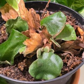 Photo of the plant species Elephant Staghorn Fern by @GuruOkra17 named Elephant platy on Greg, the plant care app