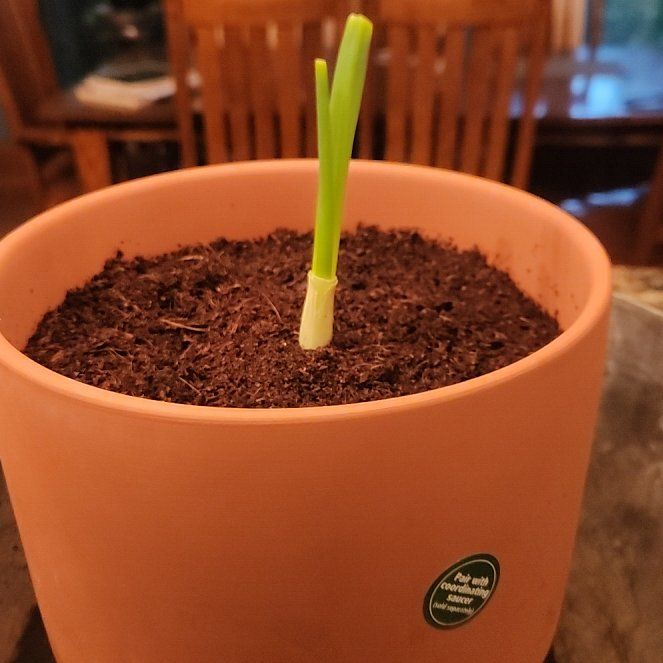 Photo of the plant species Green Onion by @UncommonComet11 named ChloroPhil on Greg, the plant care app