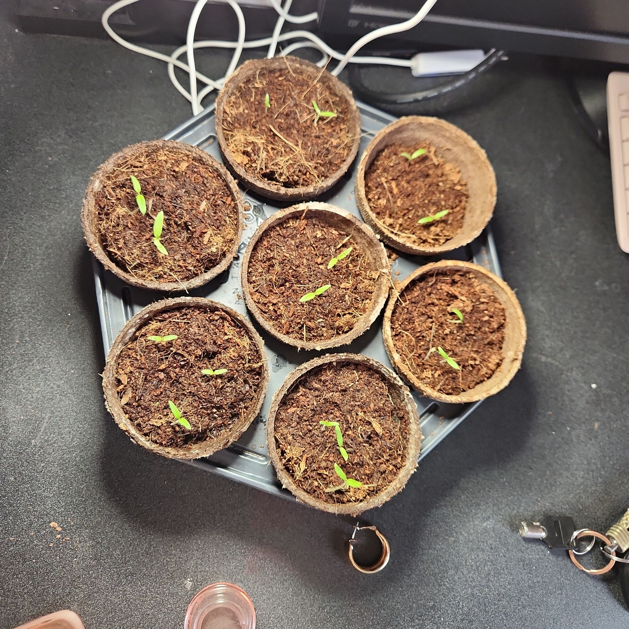 Photo of the plant species Cherry Tomato by @UncommonComet11 named Elle on Greg, the plant care app