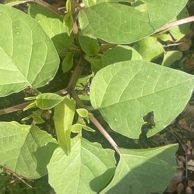 Photo of the plant species Japanese Knotweed by @NewPepper70 named Orlando Bloom on Greg, the plant care app