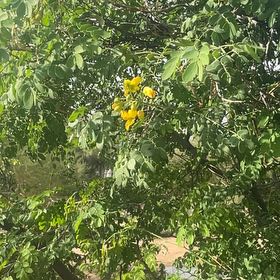Photo of the plant species Caesalpinia Mexicana by @NewPepper70 named Dax on Greg, the plant care app