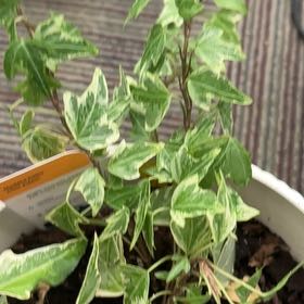 Photo of the plant species Mini Adam Ivy by @LushCashew31 named Aristotle on Greg, the plant care app