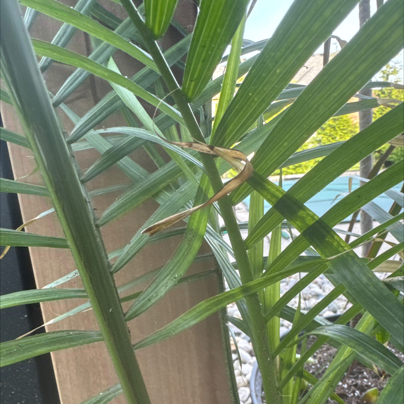 Photo of the plant species Nikau Palm by @BusyLithop90 named Fernie Saunders on Greg, the plant care app