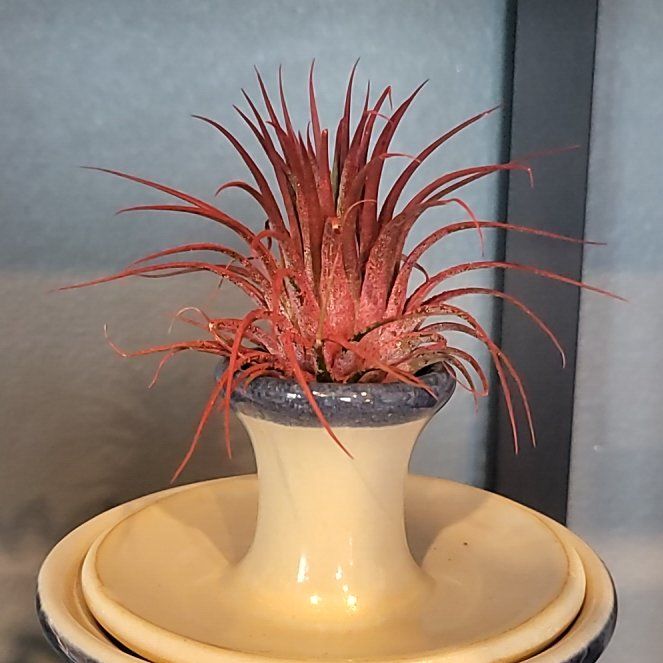 Photo of the plant species Tillandsia fuego by @ZippyRichweed57 named Fuego on Greg, the plant care app